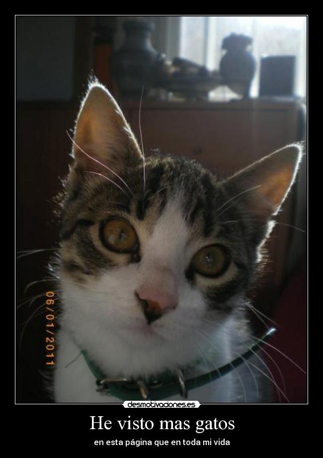 He visto mas gatos - en esta página que en toda mi vida