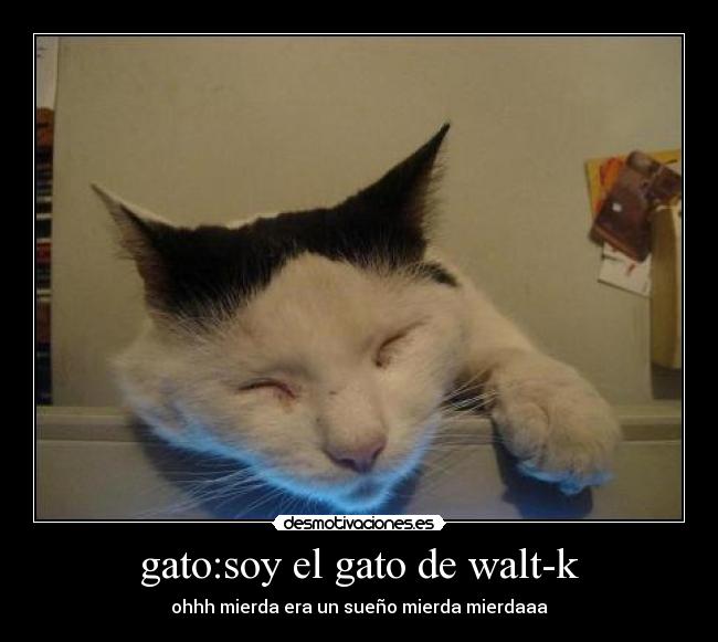 gato:soy el gato de walt-k -
