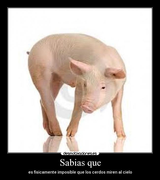 Sabias que -