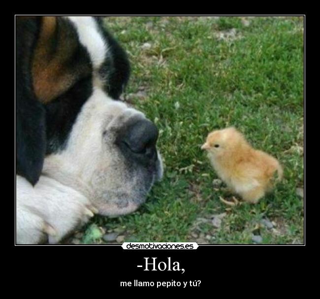 carteles san bernardo con pollito desmotivaciones