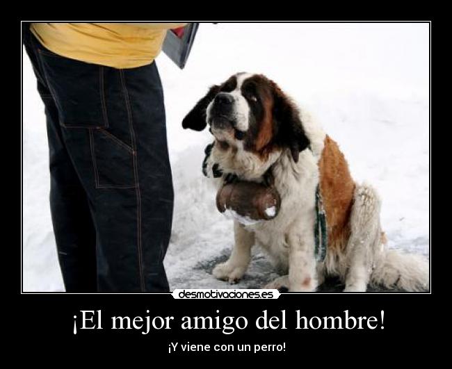 carteles san bernardo perro licor nieve rescatar desmotivaciones