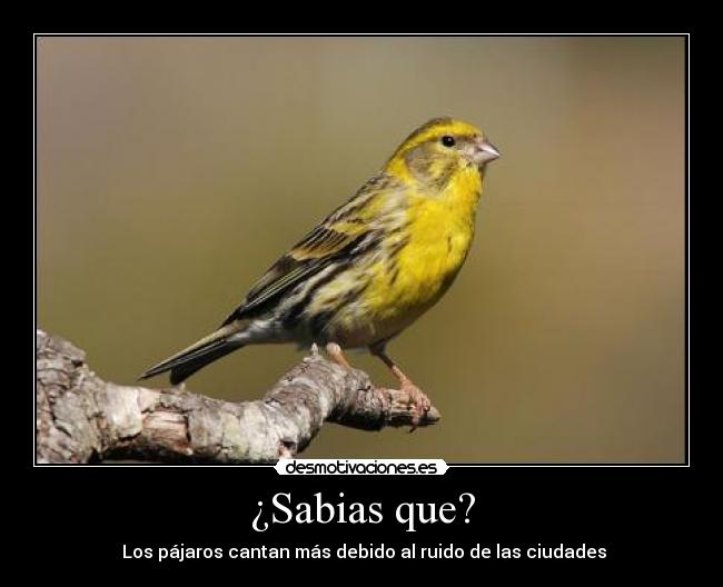 ¿Sabias que? - Los pájaros cantan más debido al ruido de las ciudades