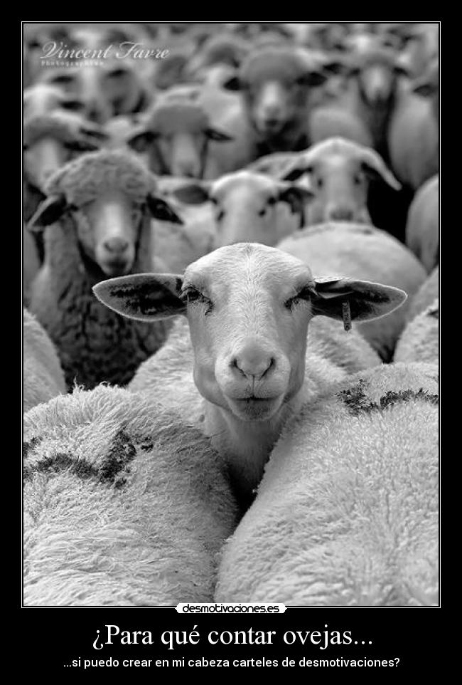 ¿Para qué contar ovejas... -