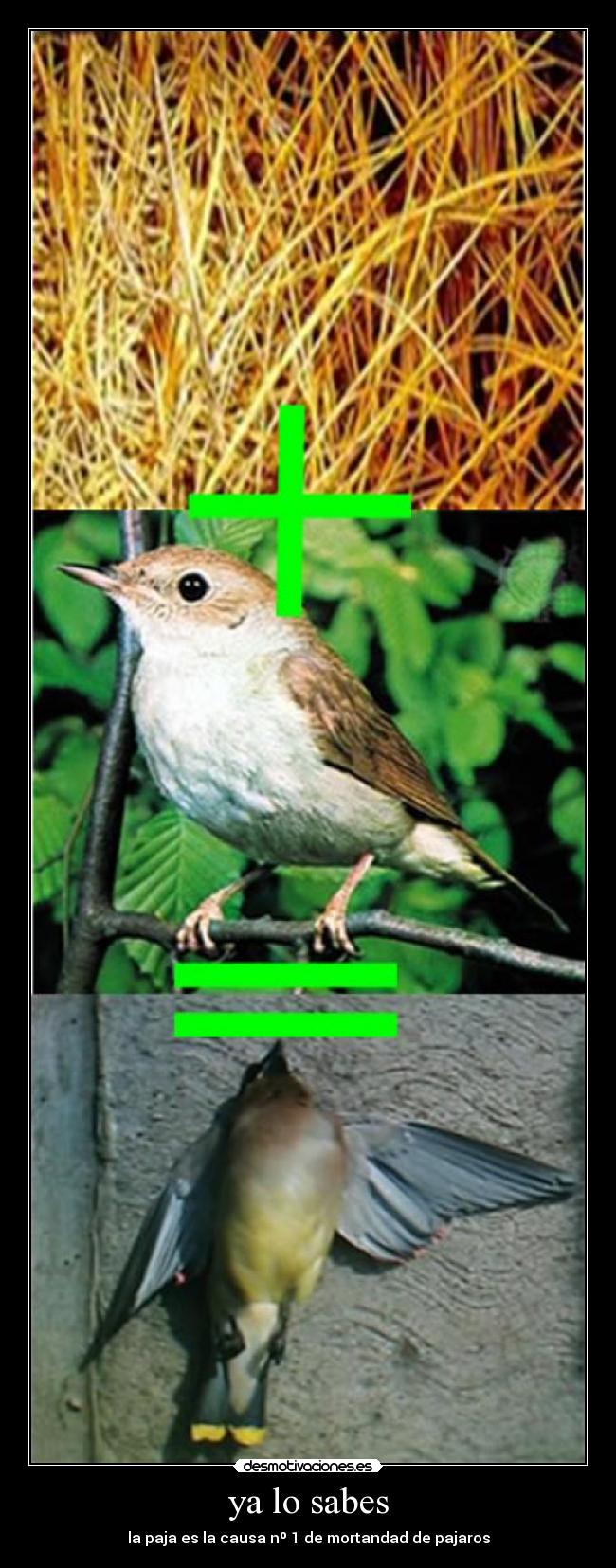 ya lo sabes - la paja es la causa nº 1 de mortandad de pajaros