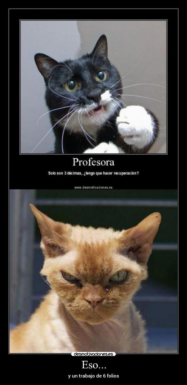 carteles gato desmotivaciones