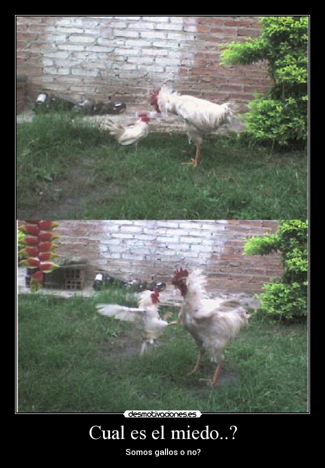 Cual es el miedo..? - Somos gallos o no?