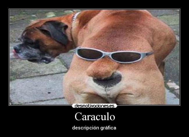 Caraculo - descripción gráfica 