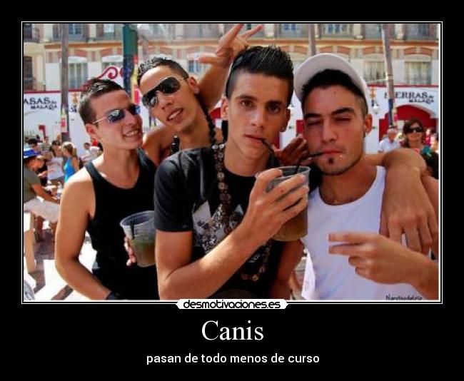 Canis - 