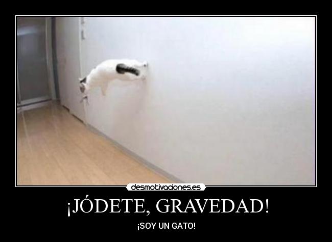¡JÓDETE, GRAVEDAD! - ¡SOY UN GATO!