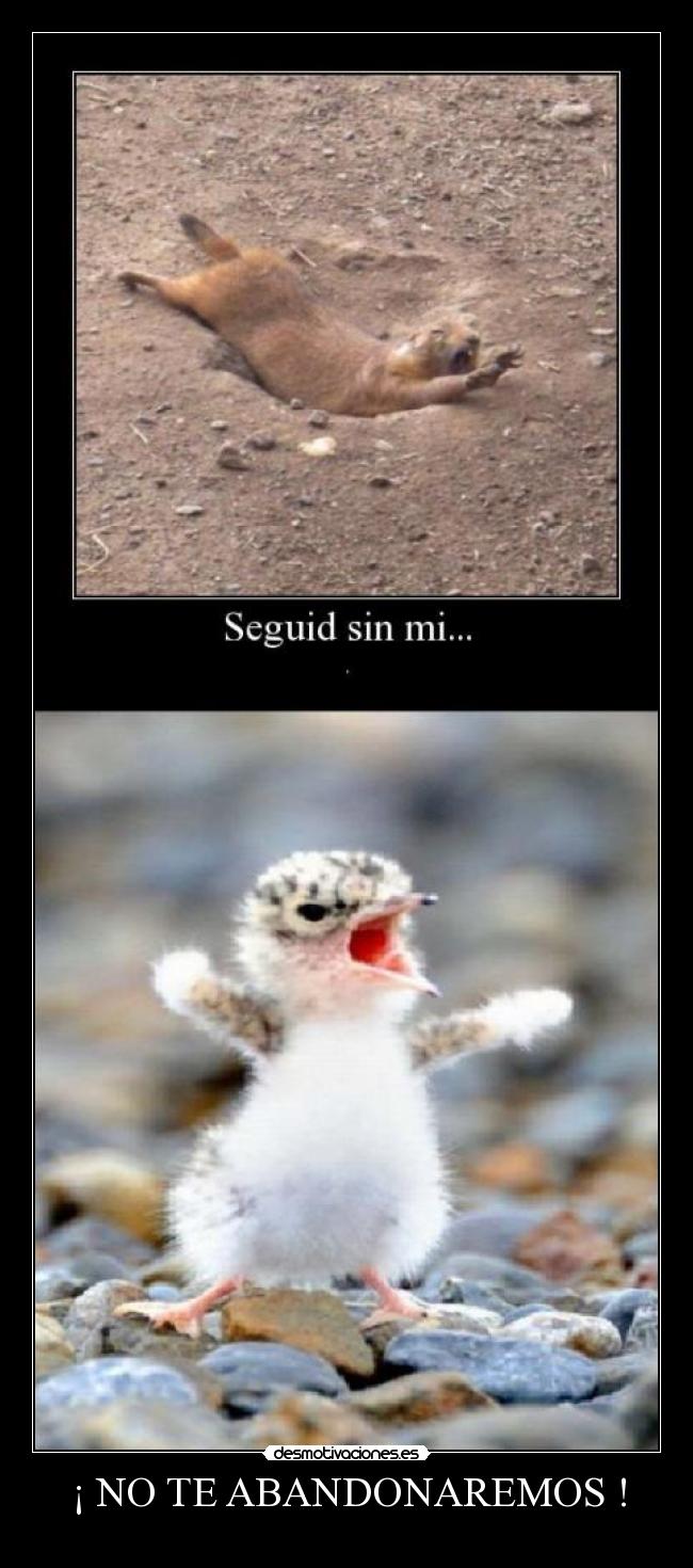 ¡ NO TE ABANDONAREMOS ! -