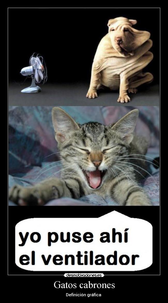 Gatos cabrones - 