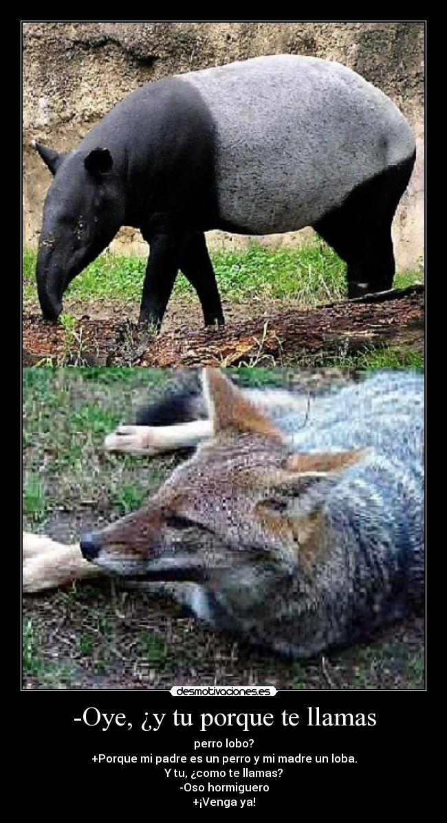 -Oye, ¿y tu porque te llamas - 