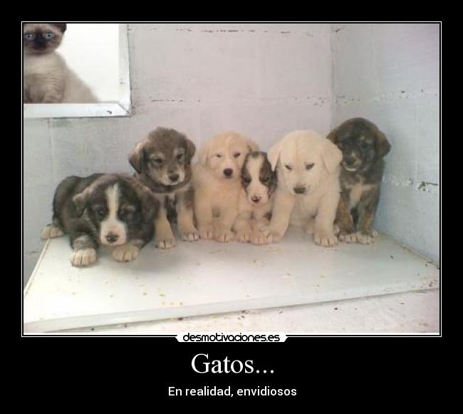 Gatos... - 