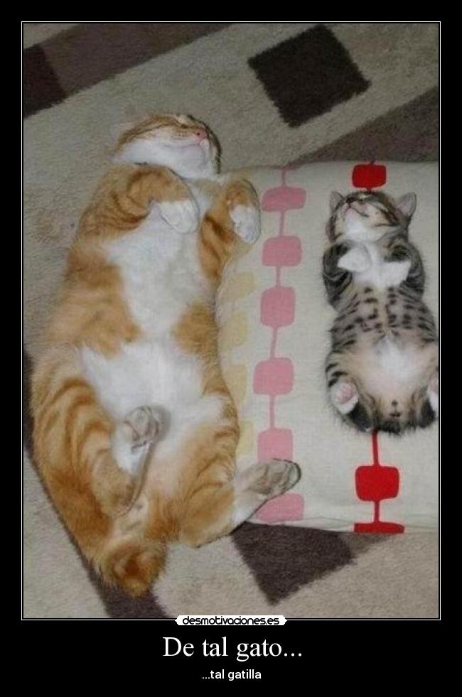 De tal gato... - ...tal gatilla