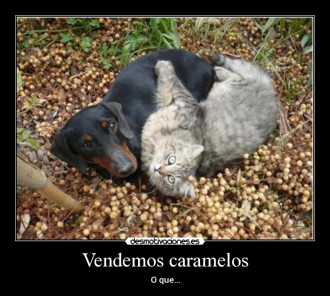 carteles gatos desmotivaciones