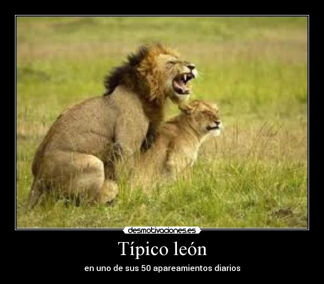 Típico león - en uno de sus 50 apareamientos diarios