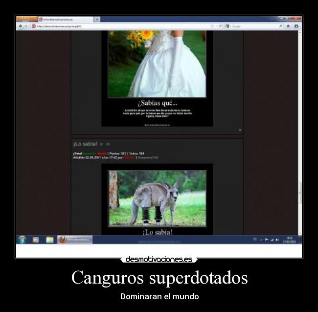 Canguros superdotados -