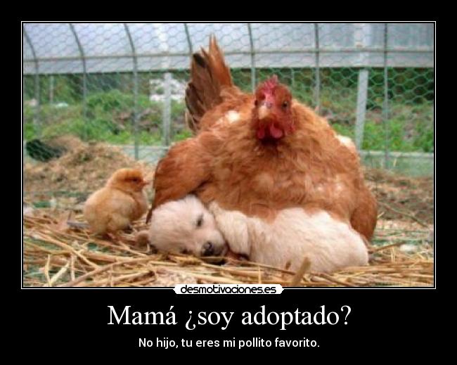 Mamá ¿soy adoptado? - 