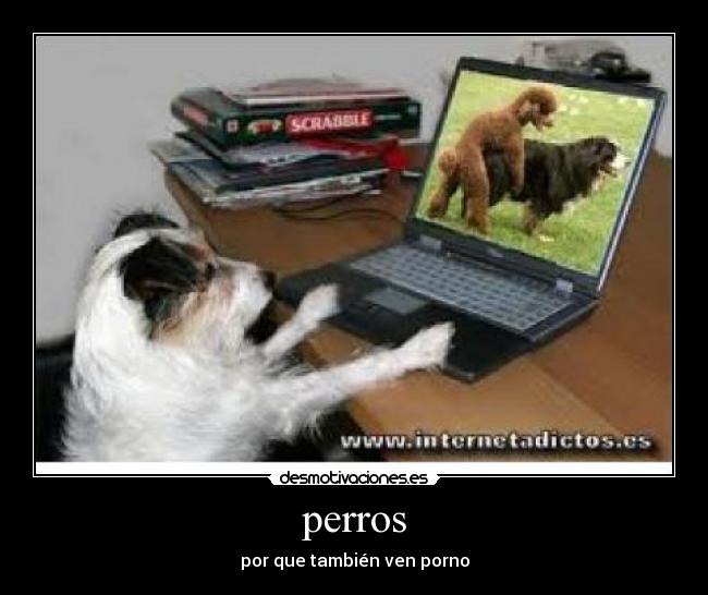 perros -
