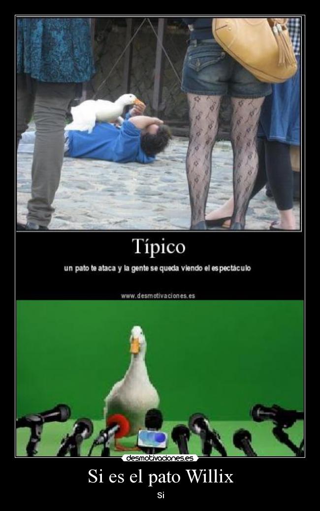 Si es el pato Willix - Si