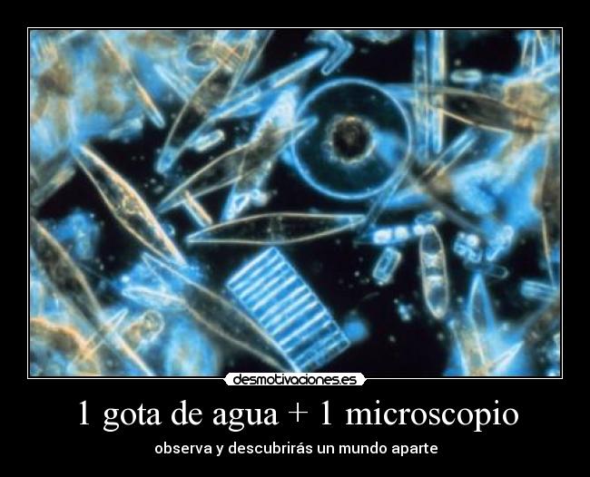 1 gota de agua + 1 microscopio - 
