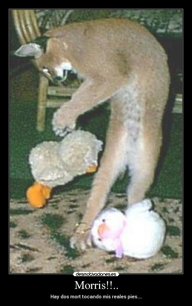 Morris!!.. - Hay dos mort tocando mis reales pies....