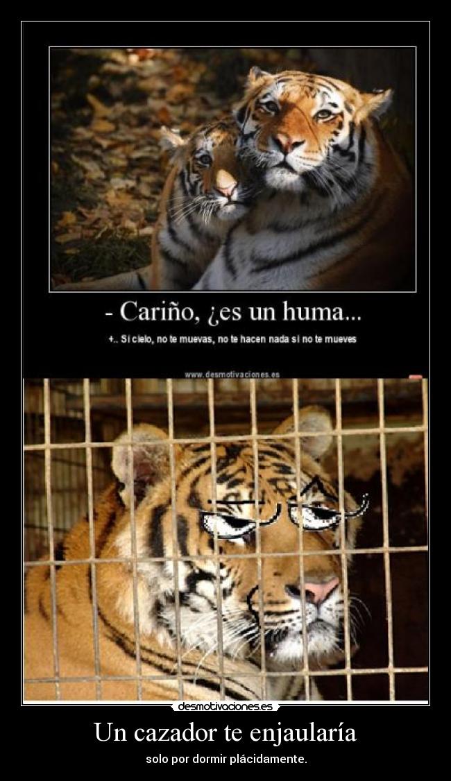 carteles tigre cazador jaula desmotivaciones