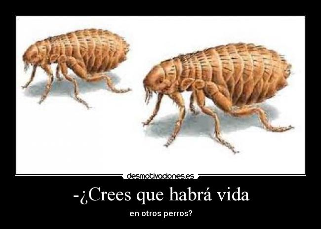 -¿Crees que habrá vida -