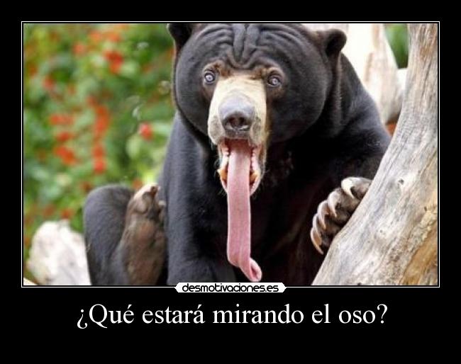 ¿Qué estará mirando el oso? -