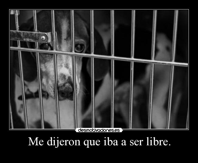 Me dijeron que iba a ser libre. -