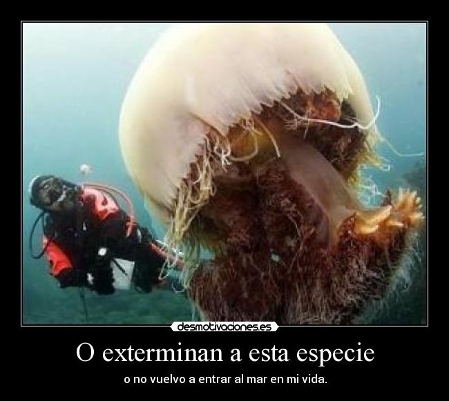 O exterminan a esta especie - o no vuelvo a entrar al mar en mi vida.