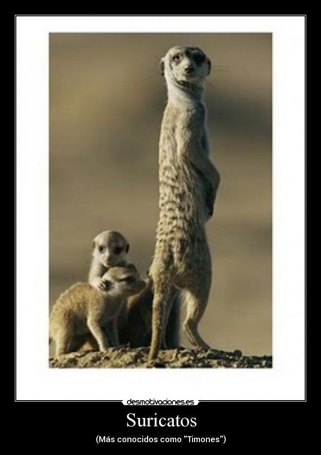 Suricatos - (Más conocidos como Timones)