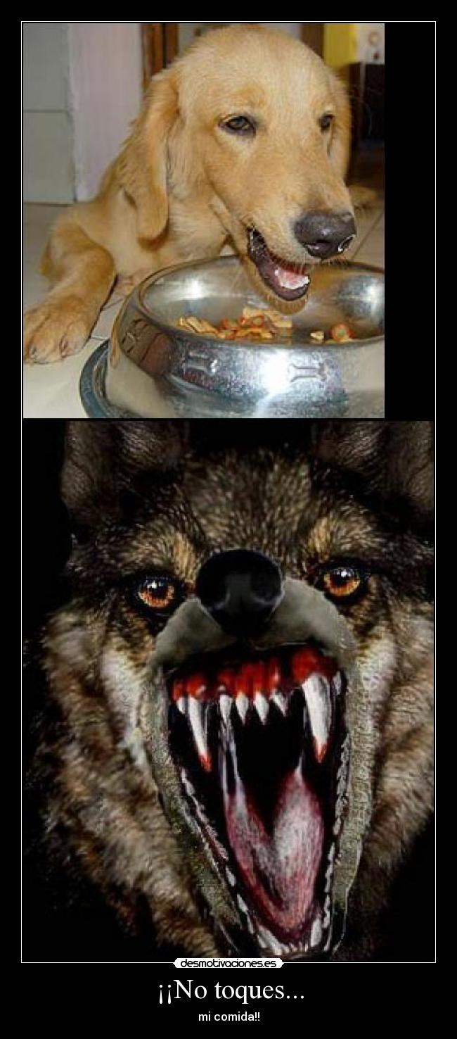 ¡¡No toques... - mi comida!!