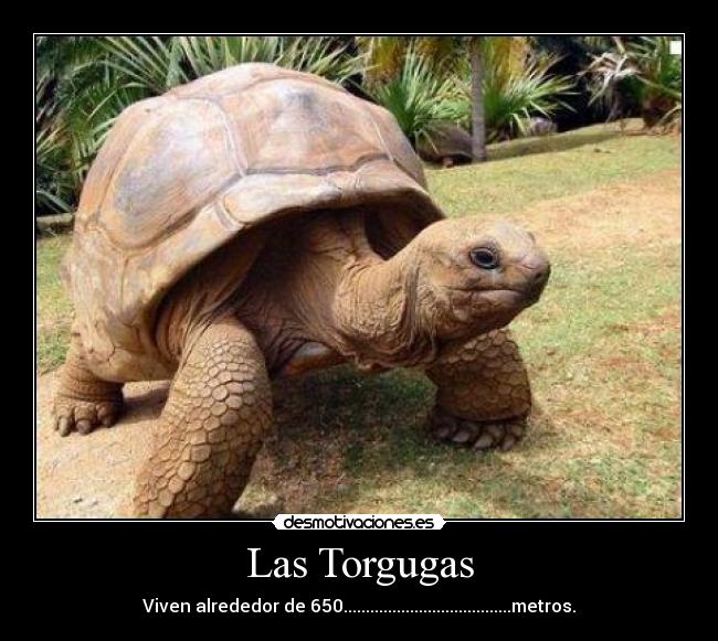 Las Torgugas - Viven alrededor de 650......................................metros.