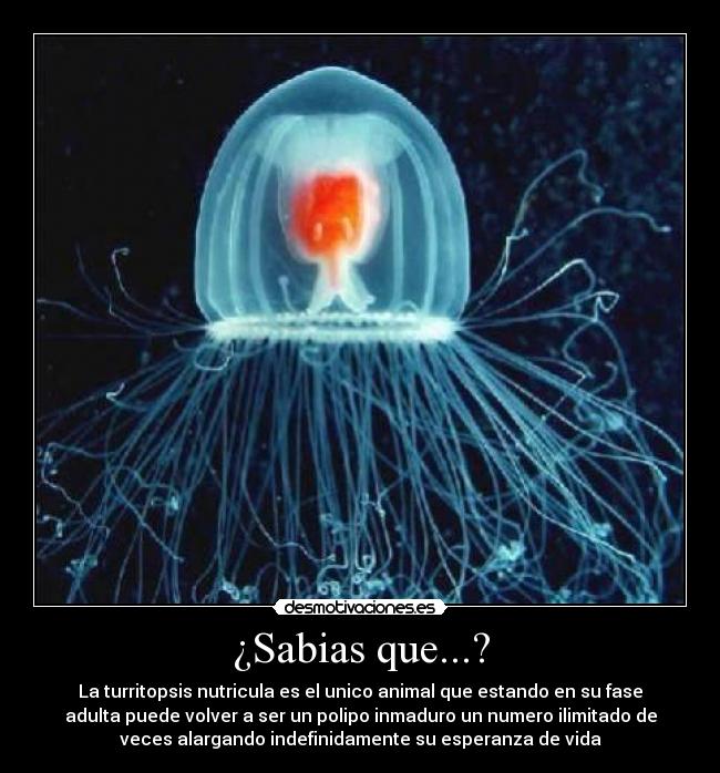 ¿Sabias que...? - La turritopsis nutricula es el unico animal que estando en su fase
adulta puede volver a ser un polipo inmaduro un numero ilimitado de
veces alargando indefinidamente su esperanza de vida