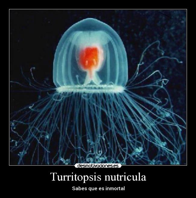 Turritopsis nutricula -