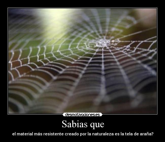 Sabias que - el material más resistente creado por la naturaleza es la tela de araña?