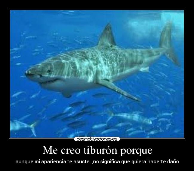 Me creo tiburón porque -