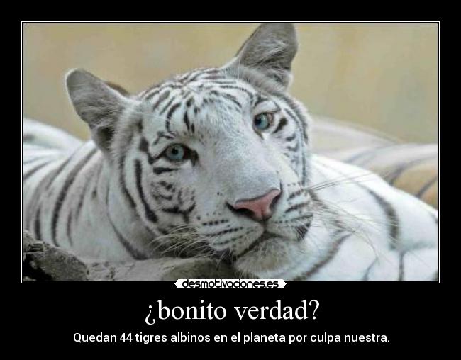 ¿bonito verdad? -
