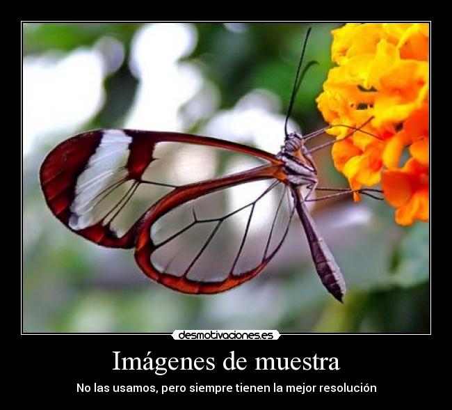 carteles imagenes muestra mejor resolucion imagen mariposa dulce_moe desmotivaciones