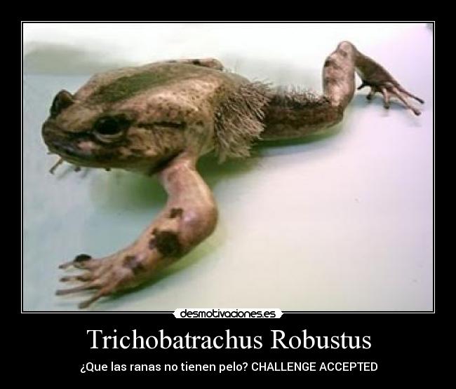 Trichobatrachus Robustus - 