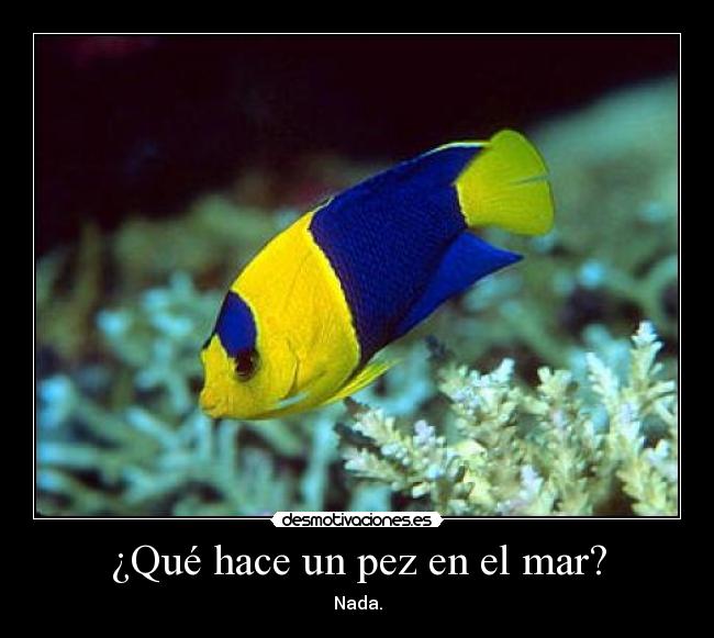 ¿Qué hace un pez en el mar? -