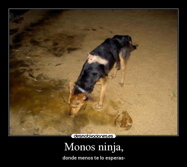 Monos ninja, -