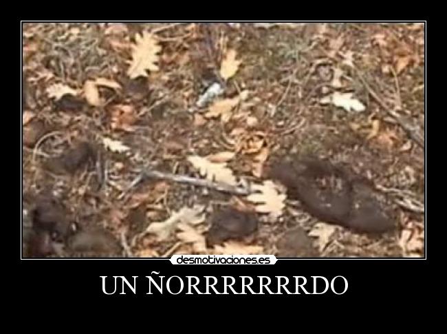 UN ÑORRRRRRRDO - 