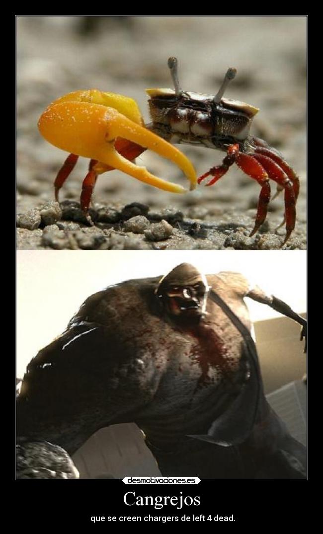 carteles cangrejos desmotivaciones