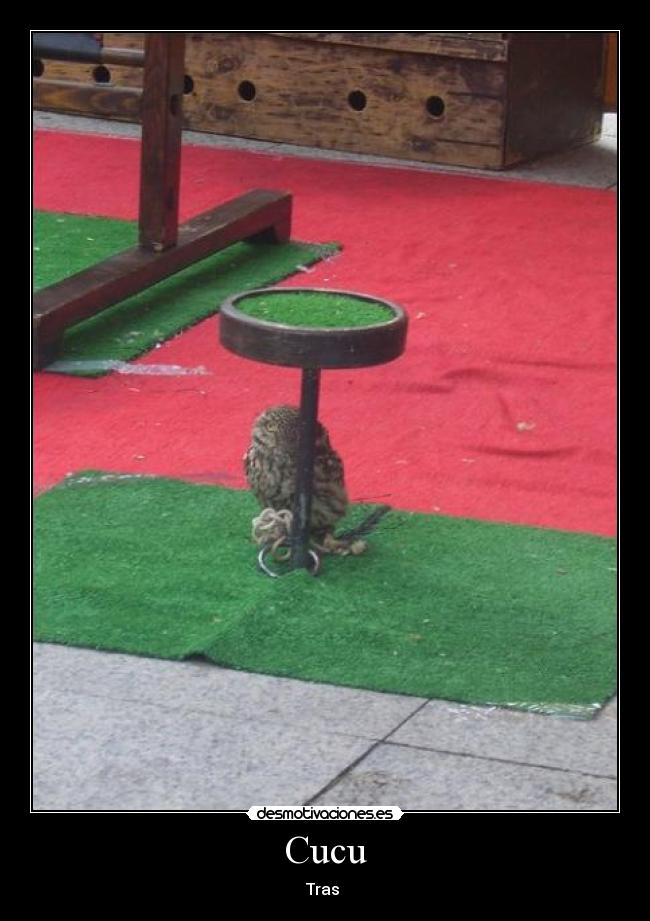 Cucu -