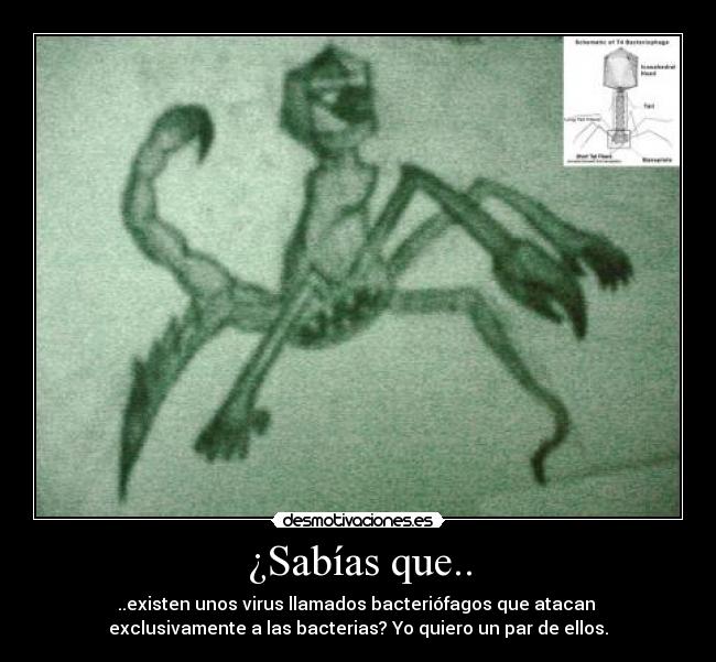 ¿Sabías que.. - ..existen unos virus llamados bacteriófagos que atacan
exclusivamente a las bacterias? Yo quiero un par de ellos.
