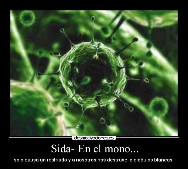 Sida- En el mono... - solo causa un resfriado y a nosotros nos destruye lo globulos blancos.