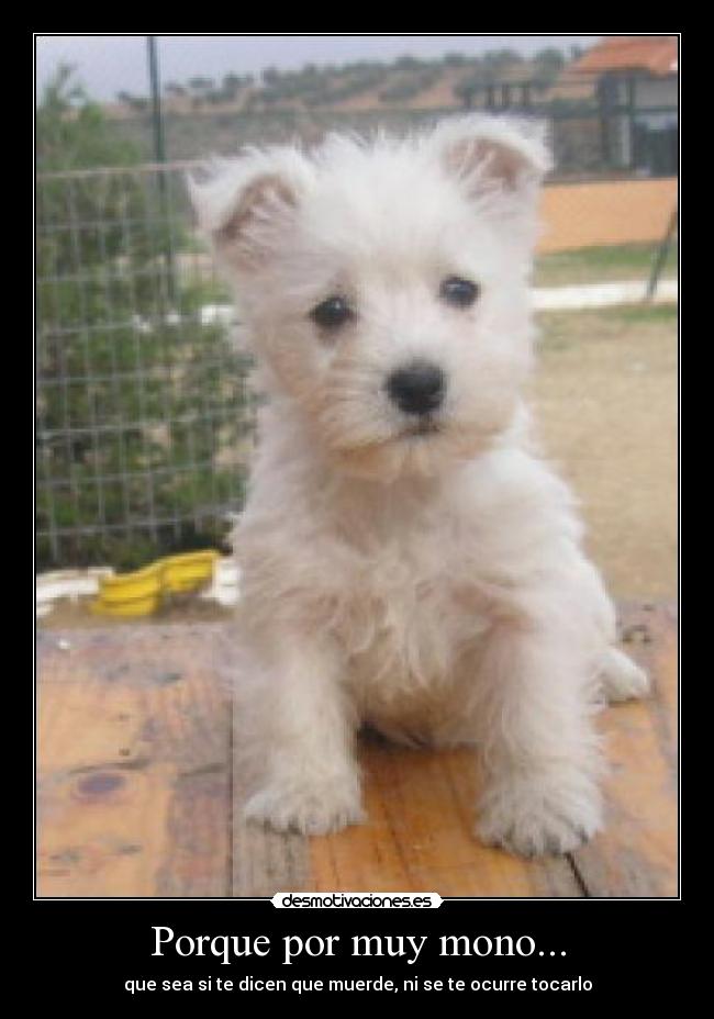 carteles westy blanco perro peluche pequeno perrito lalo kralicus mono muerde morder tocar desmotivaciones