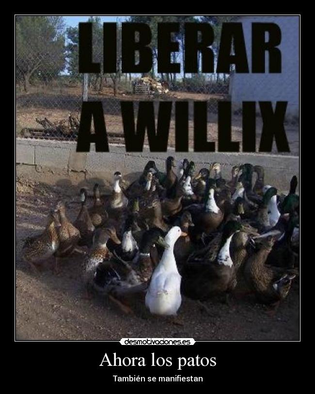 Ahora los patos - 